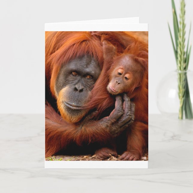 Niedliche Kleintiere | Orangutan Mama & Baby Karte (Vorderseite)