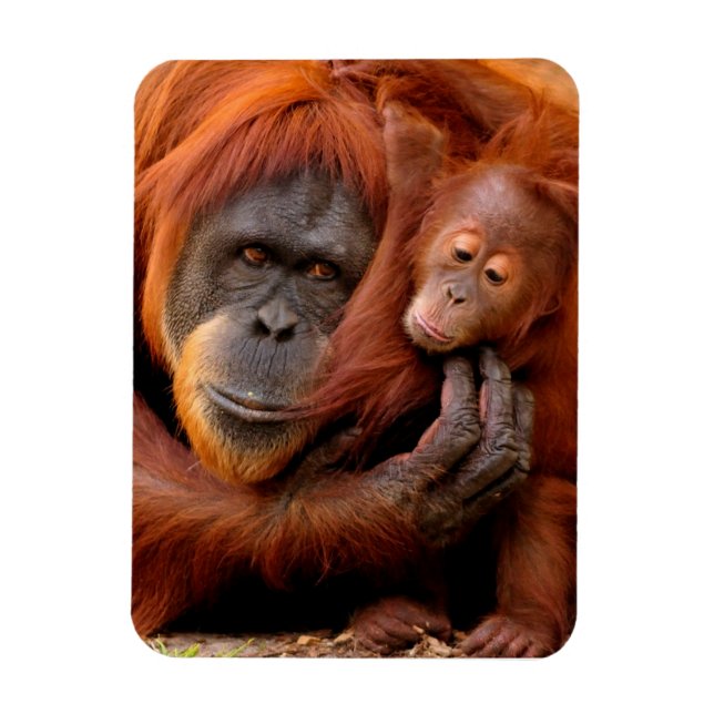 Niedliche Kleintiere | Orangutan Mama & Baby Magnet (Vertikal)