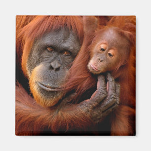 Niedliche Kleintiere   Orangutan Mama & Baby Magnet