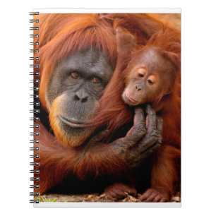 Niedliche Kleintiere   Orangutan Mama & Baby Notizblock