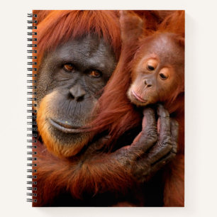 Niedliche Kleintiere   Orangutan Mama & Baby Notizbuch