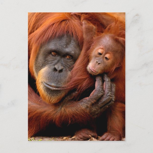 Niedliche Kleintiere | Orangutan Mama & Baby Postkarte (Vorderseite)