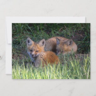 Niedliche Kleintiere Paar von Red Fox Kit Geschw Dankeskarte