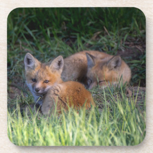 Niedliche Kleintiere Paar von Red Fox Kit Geschw Getränkeuntersetzer