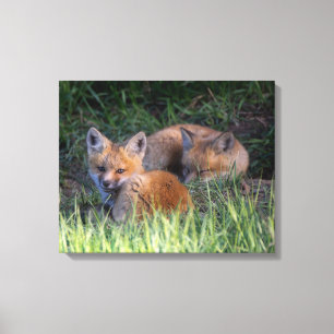 Niedliche Kleintiere   Paar von Red Fox Kit Geschw Leinwanddruck