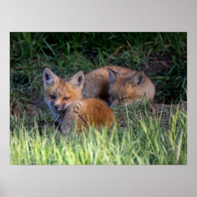 Niedliche Kleintiere | Paar von Red Fox Kit Geschw Poster (Vorne)