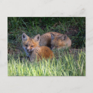 Niedliche Kleintiere   Paar von Red Fox Kit Geschw Postkarte