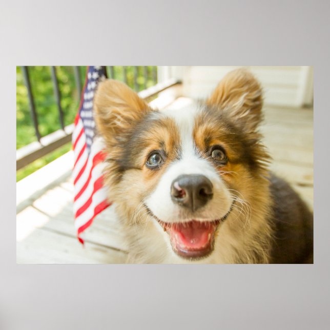 Niedliche Kleintiere | Patriotic Corgi Puppy Poster (Vorne)