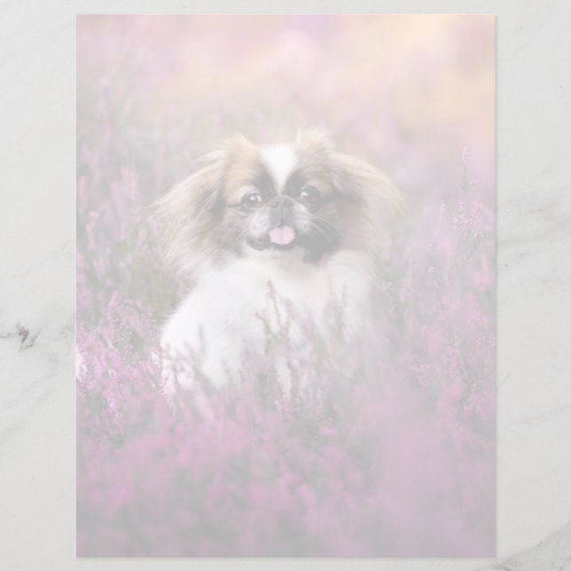 Niedliche Kleintiere | Pekingese Puppy (Vorderseite)