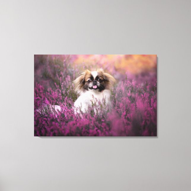 Niedliche Kleintiere | Pekingese Puppy Leinwanddruck (Vorderseite)
