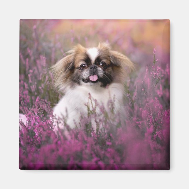 Niedliche Kleintiere | Pekingese Puppy Magnet (Vorne)