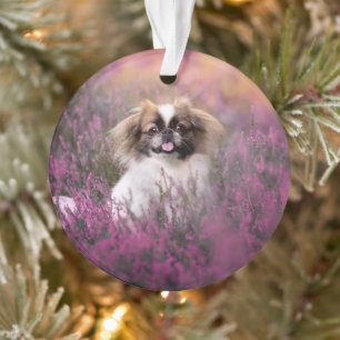 Niedliche Kleintiere   Pekingese Puppy Ornament