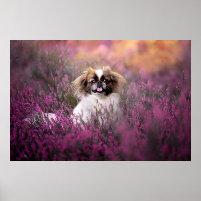 Niedliche Kleintiere | Pekingese Puppy Poster (Vorne)