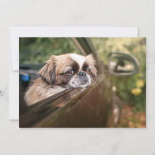 Niedliche Kleintiere   Pekingese Welpe im Auto Dankeskarte