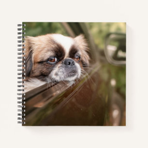 Niedliche Kleintiere Pekingese Welpe im Auto Notizbuch