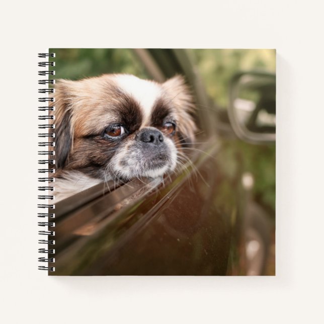 Niedliche Kleintiere | Pekingese Welpe im Auto Notizbuch (Vorderseite)