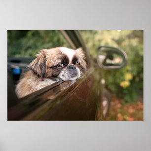 Niedliche Kleintiere Pekingese Welpe im Auto Poster