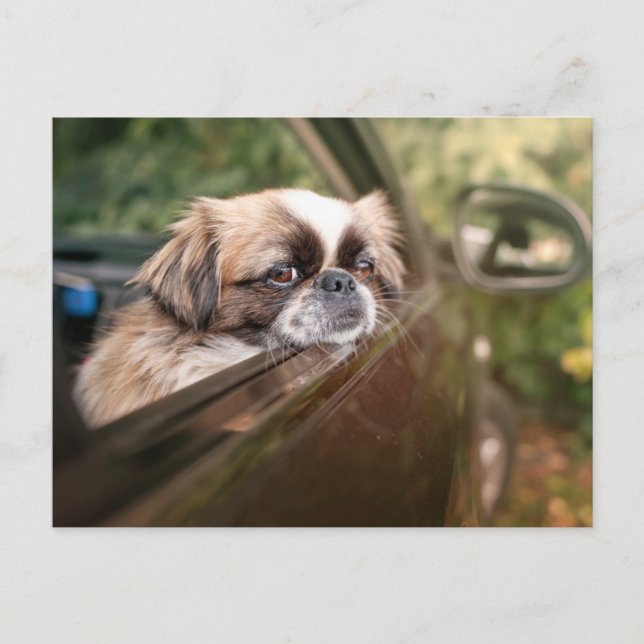 Niedliche Kleintiere | Pekingese Welpe im Auto Postkarte (Vorderseite)