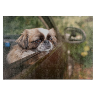 Niedliche Kleintiere Pekingese Welpe im Auto Schneidebrett