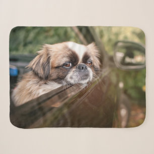 Niedliche Kleintiere Pekingese Welpe im Auto Sherpadecke