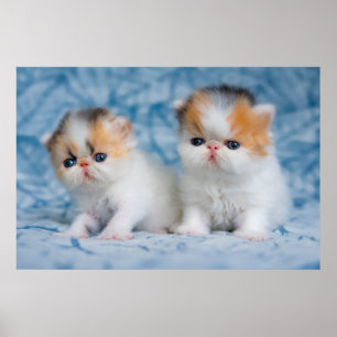 Niedliche Kleintiere   Persian Calico Kitten Poster