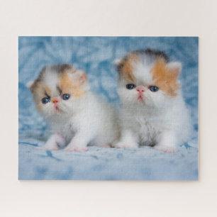 Niedliche Kleintiere   Persian Calico Kitten Puzzle