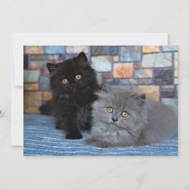 Niedliche Kleintiere | Persische Kätzchen auf der  Dankeskarte (Vorderseite)