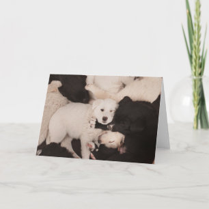 Niedliche Kleintiere   Pile von Welpen Karte