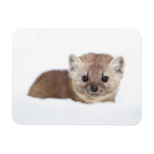 Niedliche Kleintiere Pine Marten Magnet