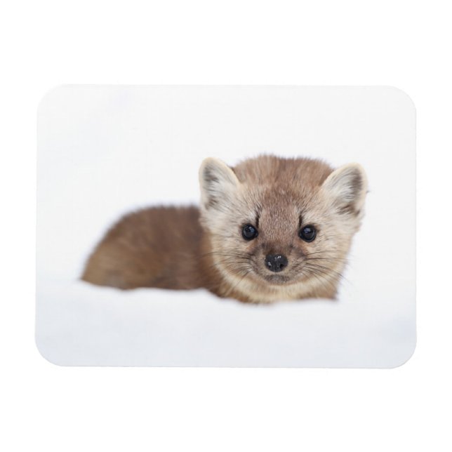 Niedliche Kleintiere | Pine Marten Magnet (Horizontal)