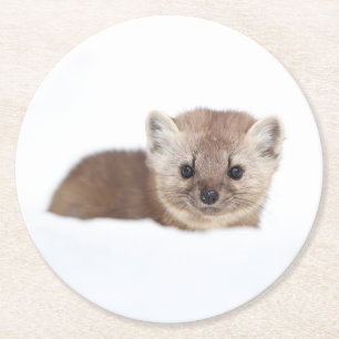 Niedliche Kleintiere   Pine Marten Runder Pappuntersetzer