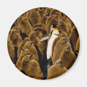 Niedliche Kleintiere Pinguin unter Jugendlichen Magnet
