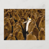 Niedliche Kleintiere | Pinguin unter Jugendlichen