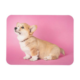 Niedliche Kleintiere   Pink Corgi Puppy Magnet