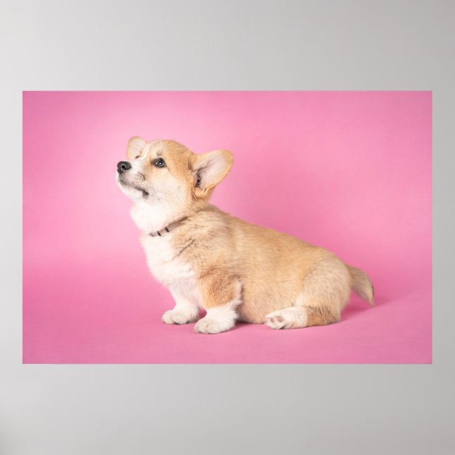 Niedliche Kleintiere | Pink Corgi Puppy Poster (Vorne)