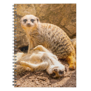 Niedliche Kleintiere Playful Meerkats Notizblock