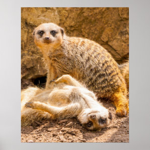Niedliche Kleintiere   Playful Meerkats Poster
