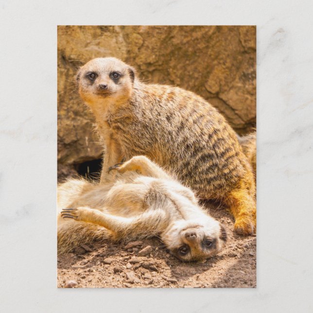 Niedliche Kleintiere | Playful Meerkats Postkarte (Vorderseite)