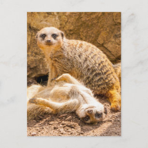 Niedliche Kleintiere   Playful Meerkats Postkarte