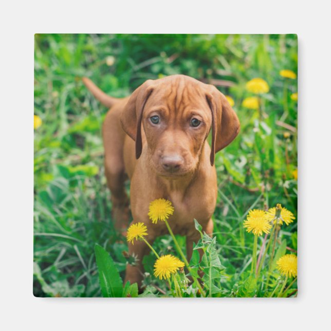 Niedliche Kleintiere | Pointer Puppy Magnet (Vorne)