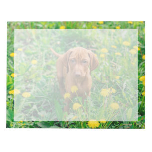 Niedliche Kleintiere   Pointer Puppy Notizblock