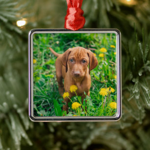 Niedliche Kleintiere   Pointer Puppy Ornament Aus Metall