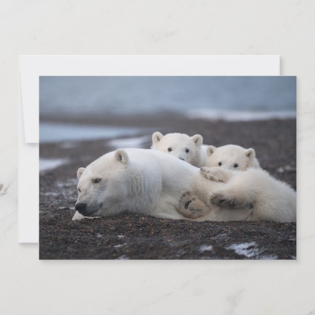 Niedliche Kleintiere | Polar Bear Family Alaska Dankeskarte (Vorderseite)
