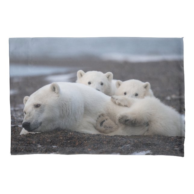 Niedliche Kleintiere | Polar Bear Family Alaska Kissenbezug (Vorderseite)