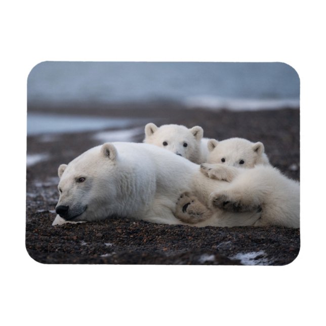 Niedliche Kleintiere | Polar Bear Family Alaska Magnet (Horizontal)