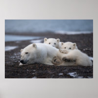 Niedliche Kleintiere | Polar Bear Family Alaska