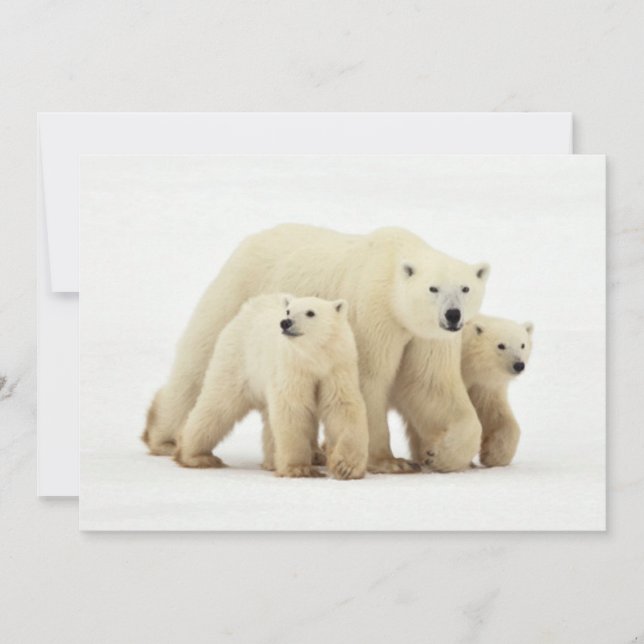 Niedliche Kleintiere | Polar Bear Family Dankeskarte (Vorderseite)