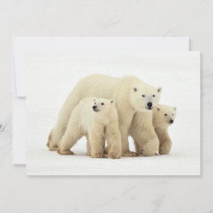 Niedliche Kleintiere   Polar Bear Family Dankeskarte