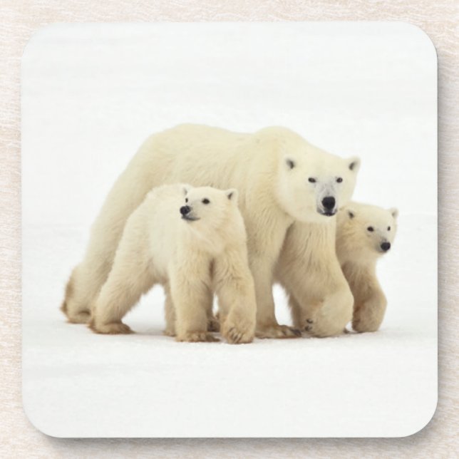 Niedliche Kleintiere | Polar Bear Family Getränkeuntersetzer (Vorderseite)