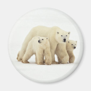 Niedliche Kleintiere   Polar Bear Family Magnet